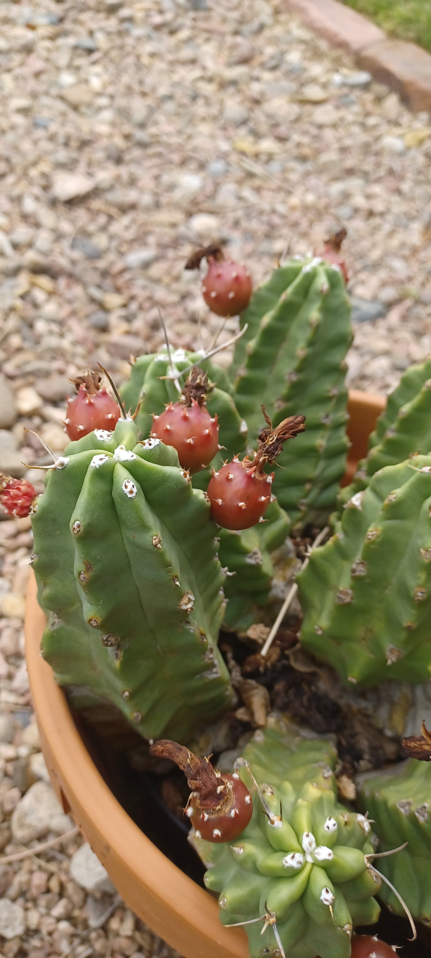 EC005: Echinocereus mojavensis v. inermis COLD HARDY CACTUS