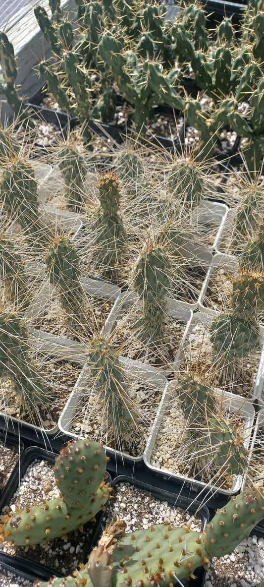 OP131: Opuntia 'Buckskin Glow'  COLD HARDY CACTUS