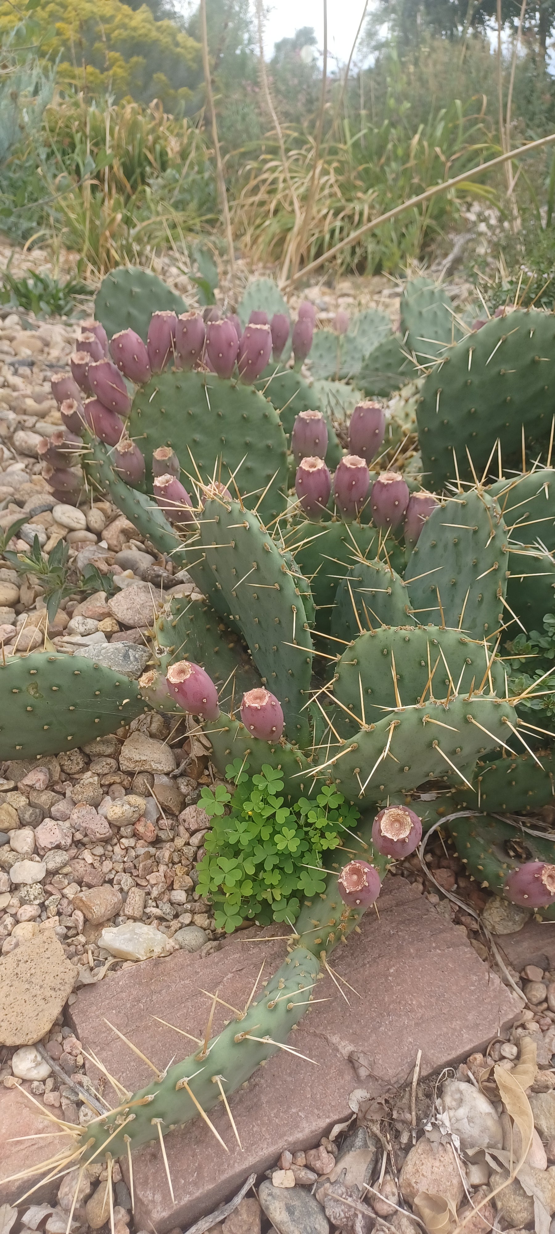 prickly pear cactus cold tolerance OP044: Opuntia 'Loveliness' COLD HARDY CACTUS