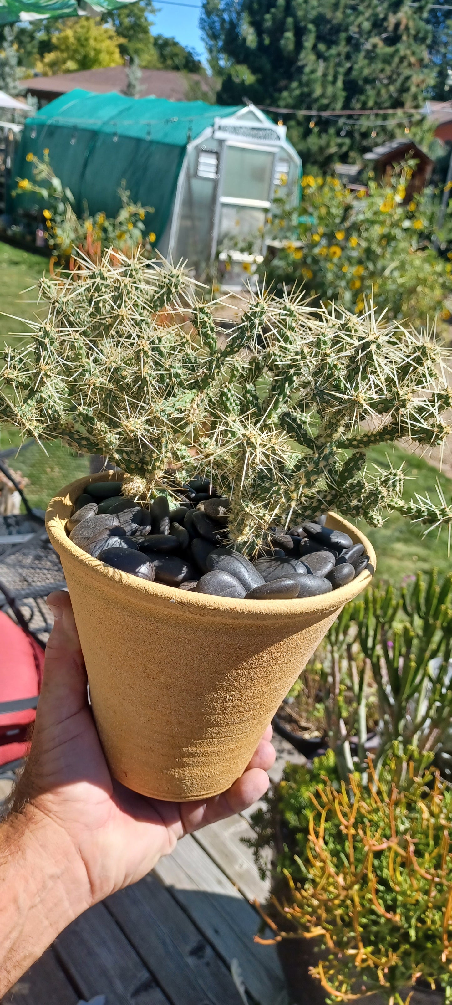 OP128: Cylindropuntia whipplei 'Tiny Tim'   COLD HARDY CACTUS