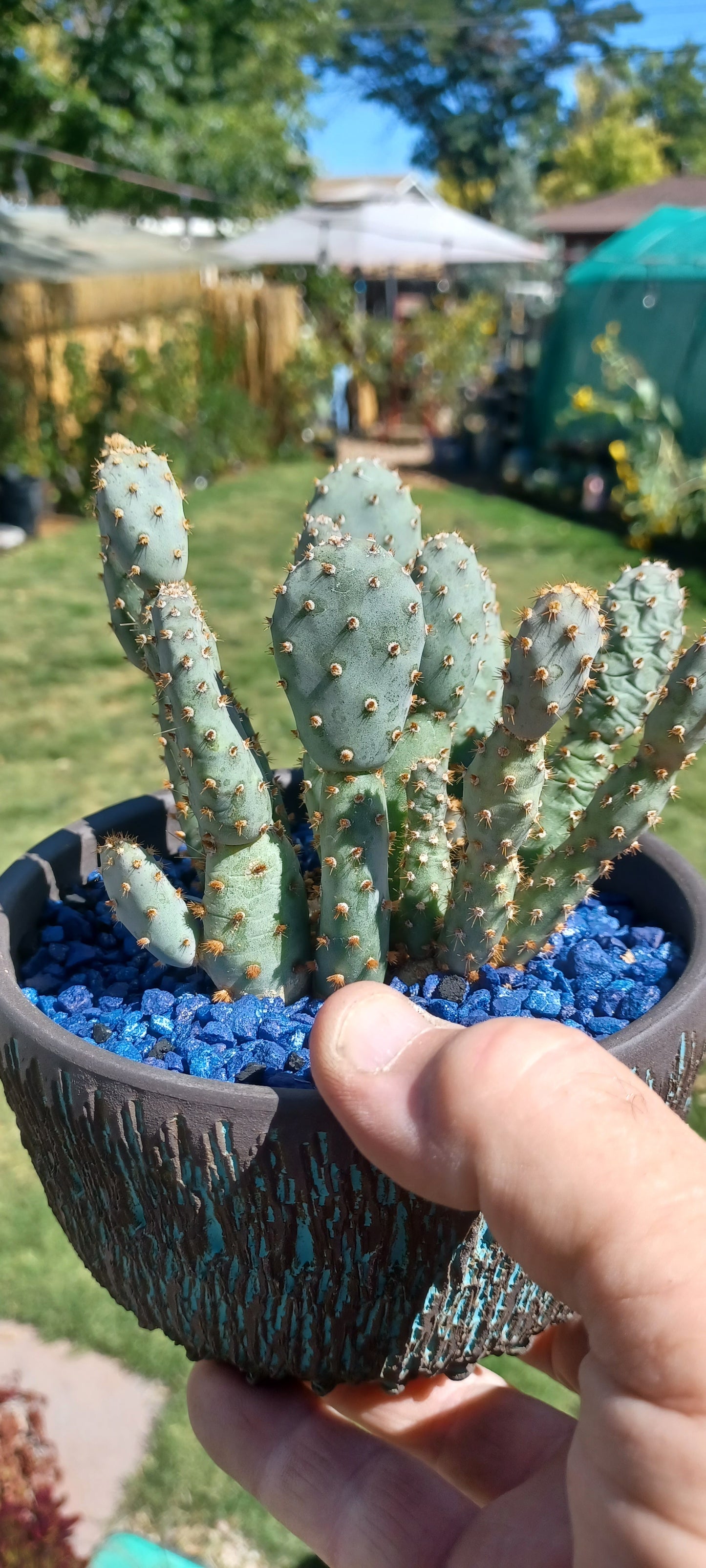 OP133:  Opuntia basilaris v. brachyclada 'Jojo'  COLD HARDY CACTUS