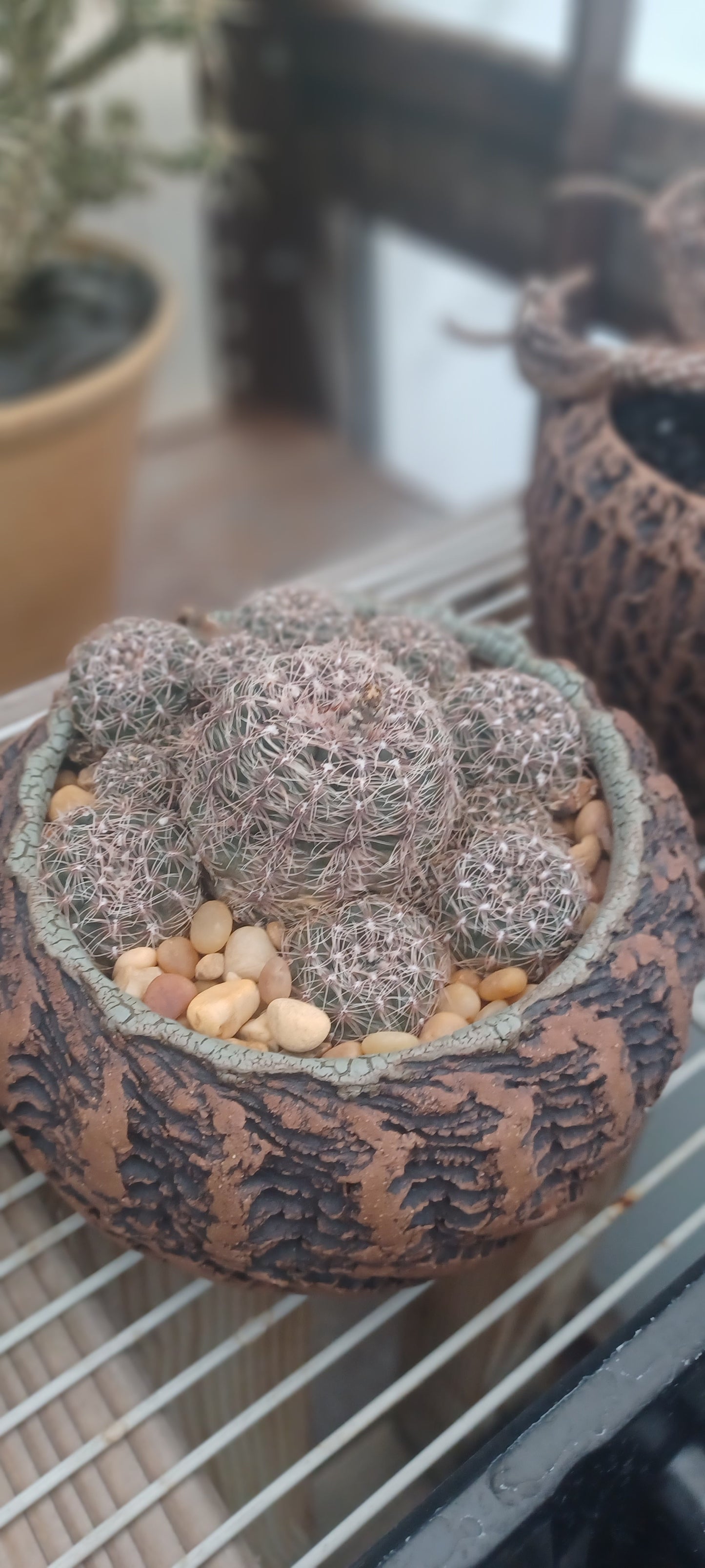 OT008: Gymnocalycium bruchii 'Bruch's Chin Cactus' (Red Spined) COLD HARDY CACTUS