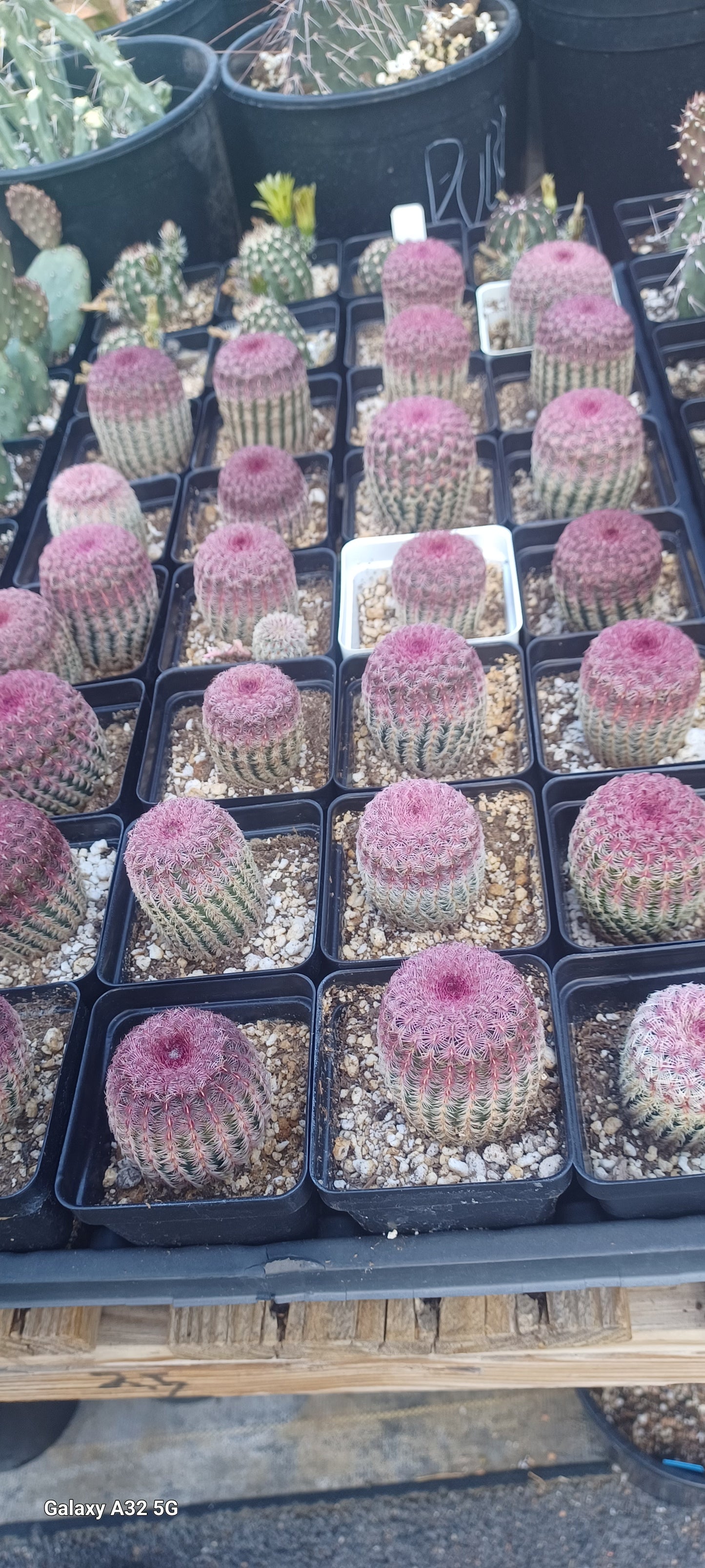 EC065:  Echinocereus rigidissimus v. rubispinus   COLD HARDY CACTUS