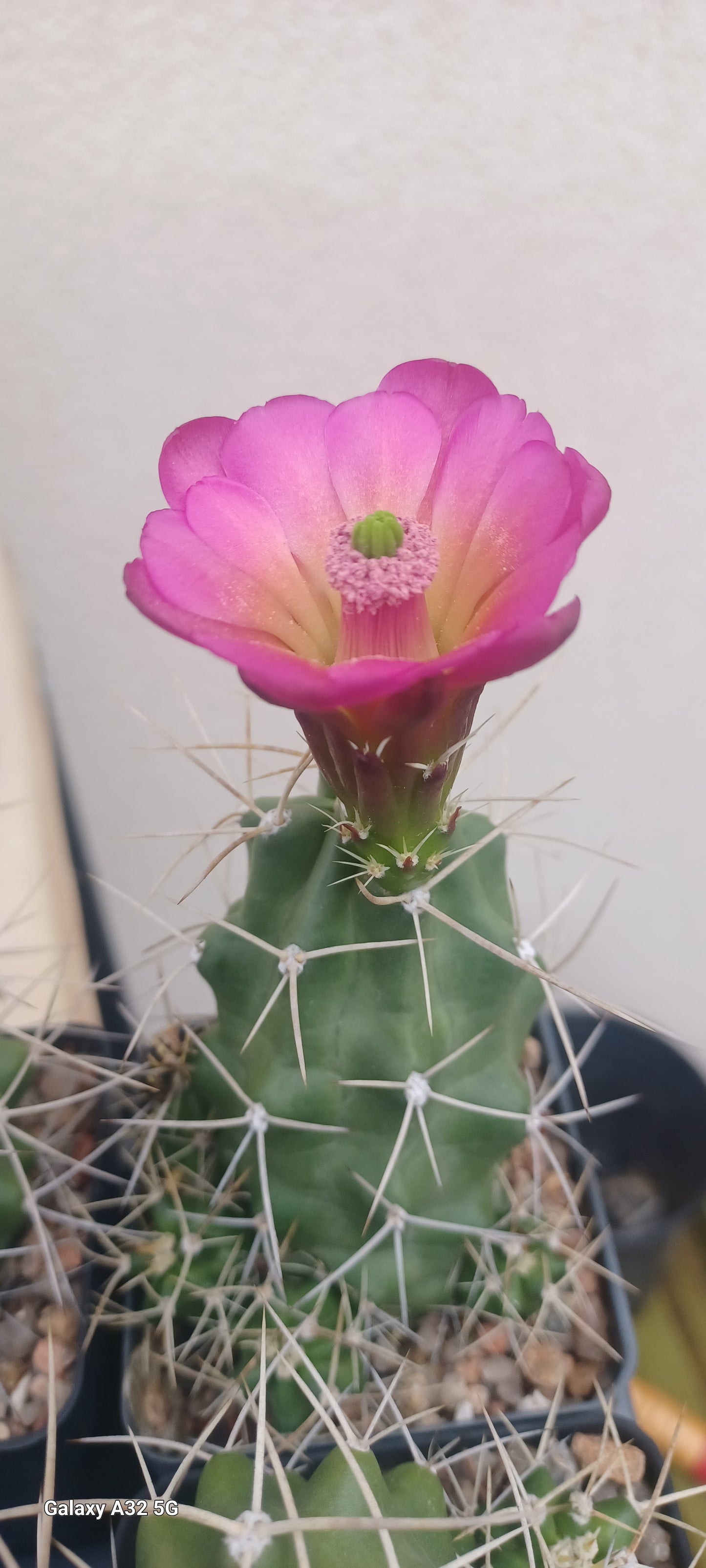 EC072:  Echinocereus mojavensis 'Utah Pink'  COLD HARDY CACTUS