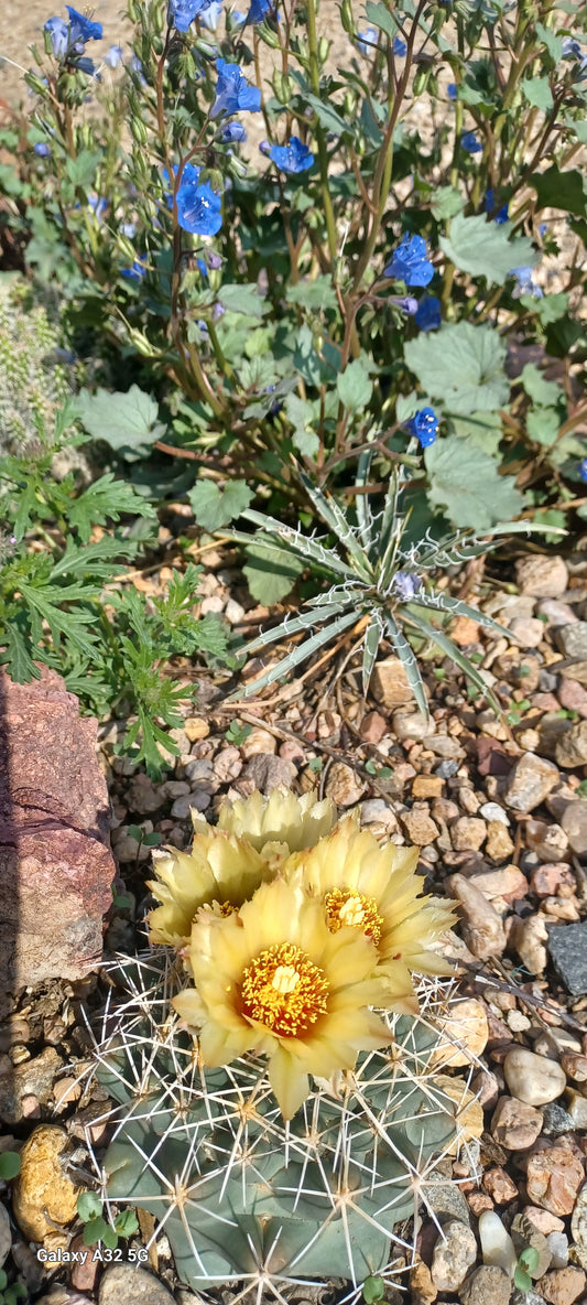 CO004: Coryphantha robustispina ssp. scheerii   COLD HARDY CACTUS