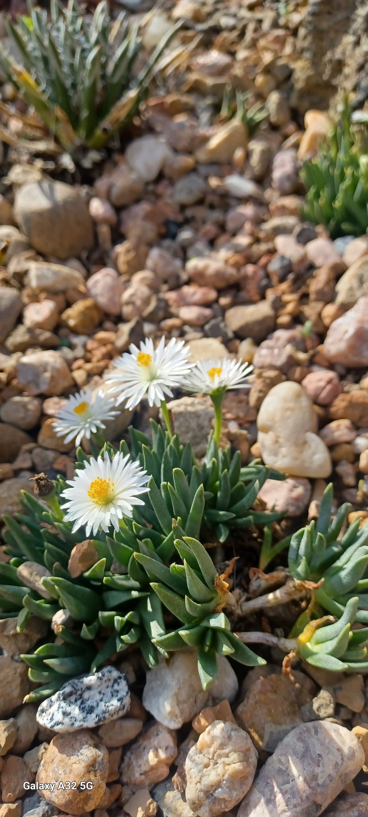 OTO35A:  White Bergeranthus jamesii   COLD HARDY CACTUS