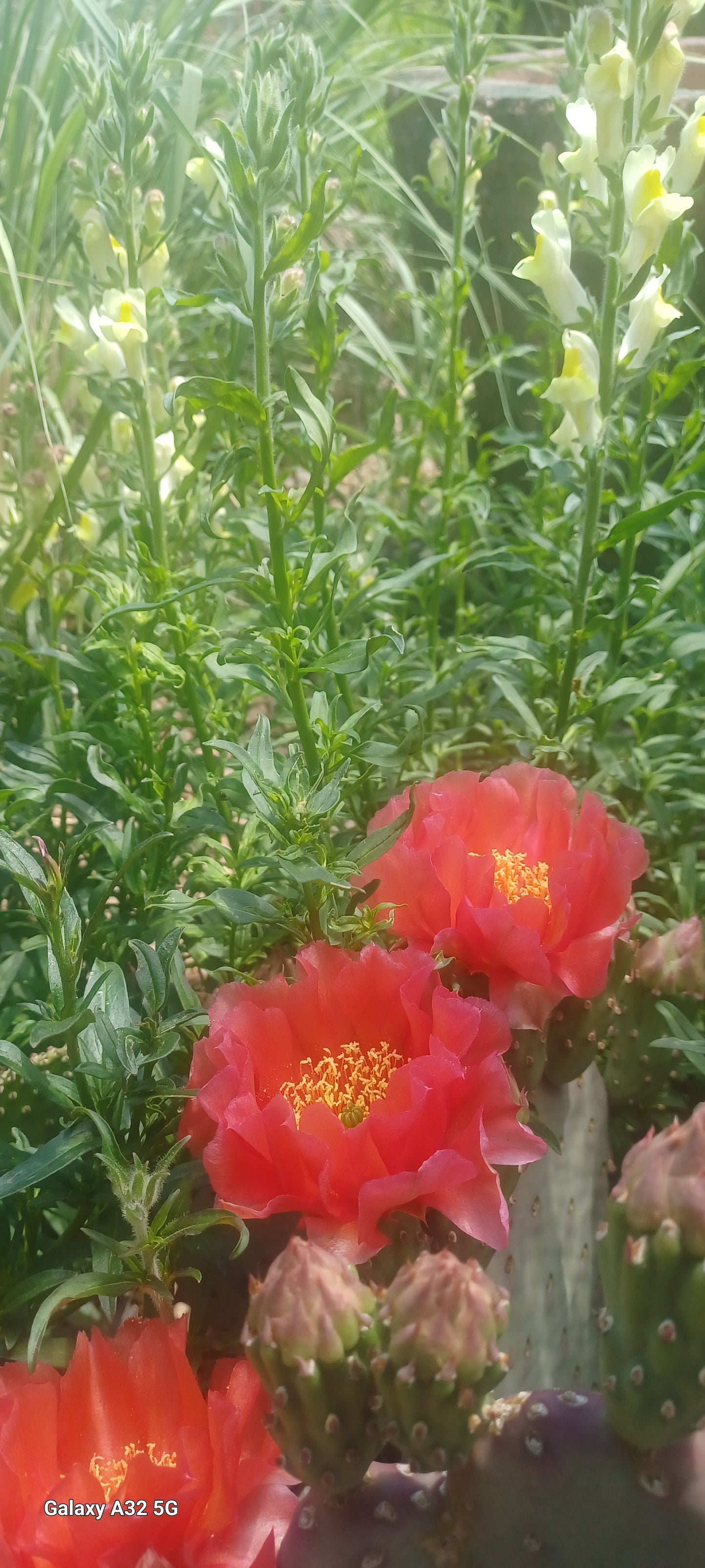 OP100:  Opuntia hybrid WALK IN BEAUTY™ Ruffled Papaya COLD HARDY CACTUS