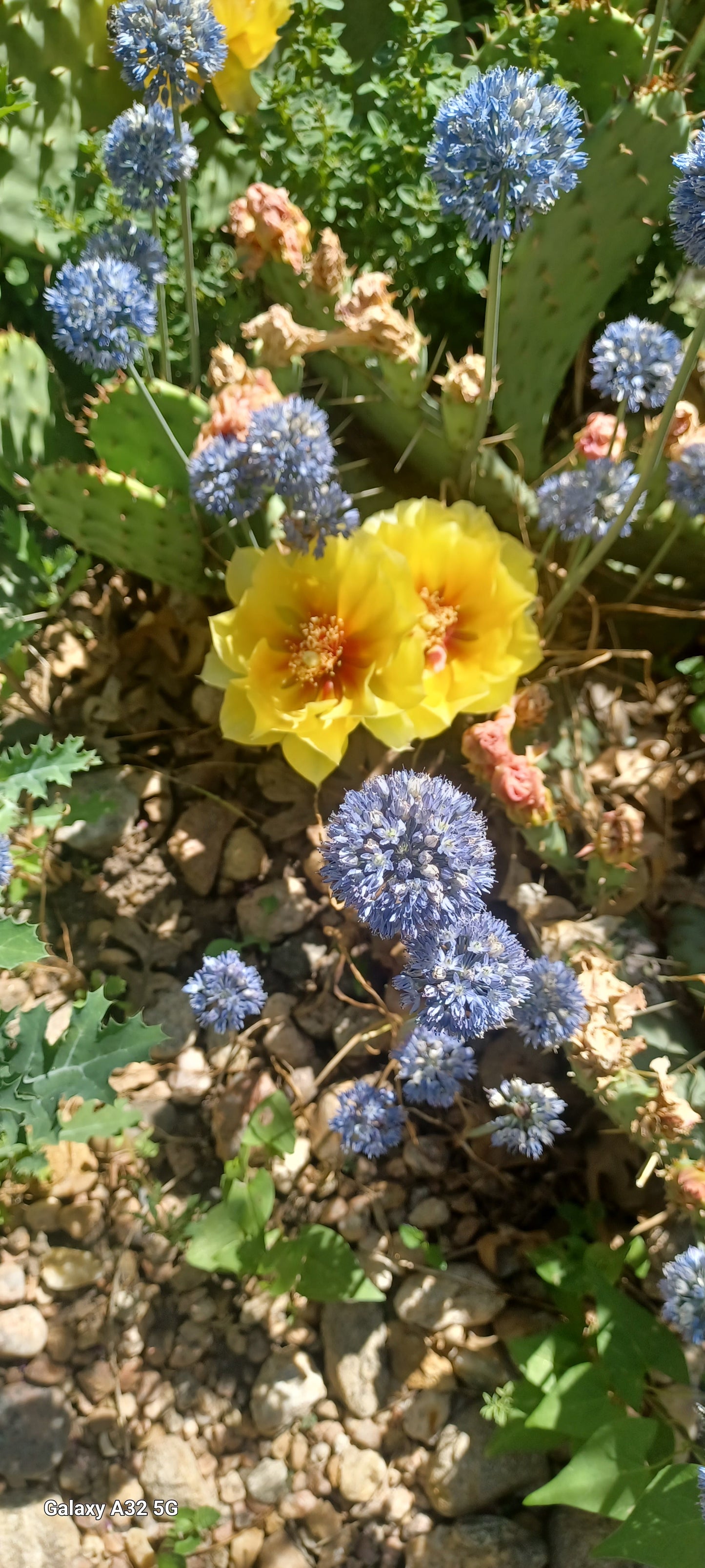 OP044: Opuntia 'Loveliness' COLD HARDY CACTUS