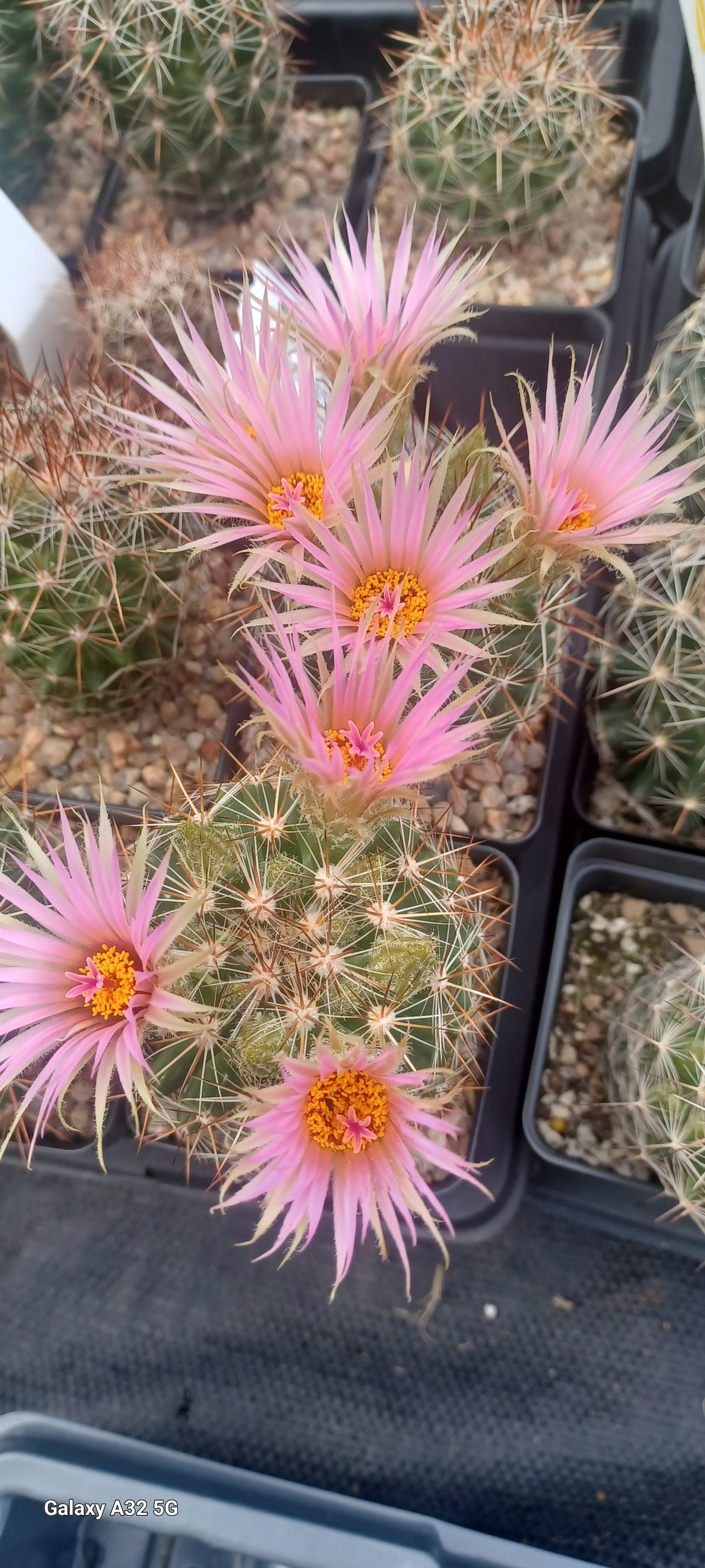 CO008:  Coryphantha (Escobaria) vivipara, large flower form   COLD HARDY CACTUS
