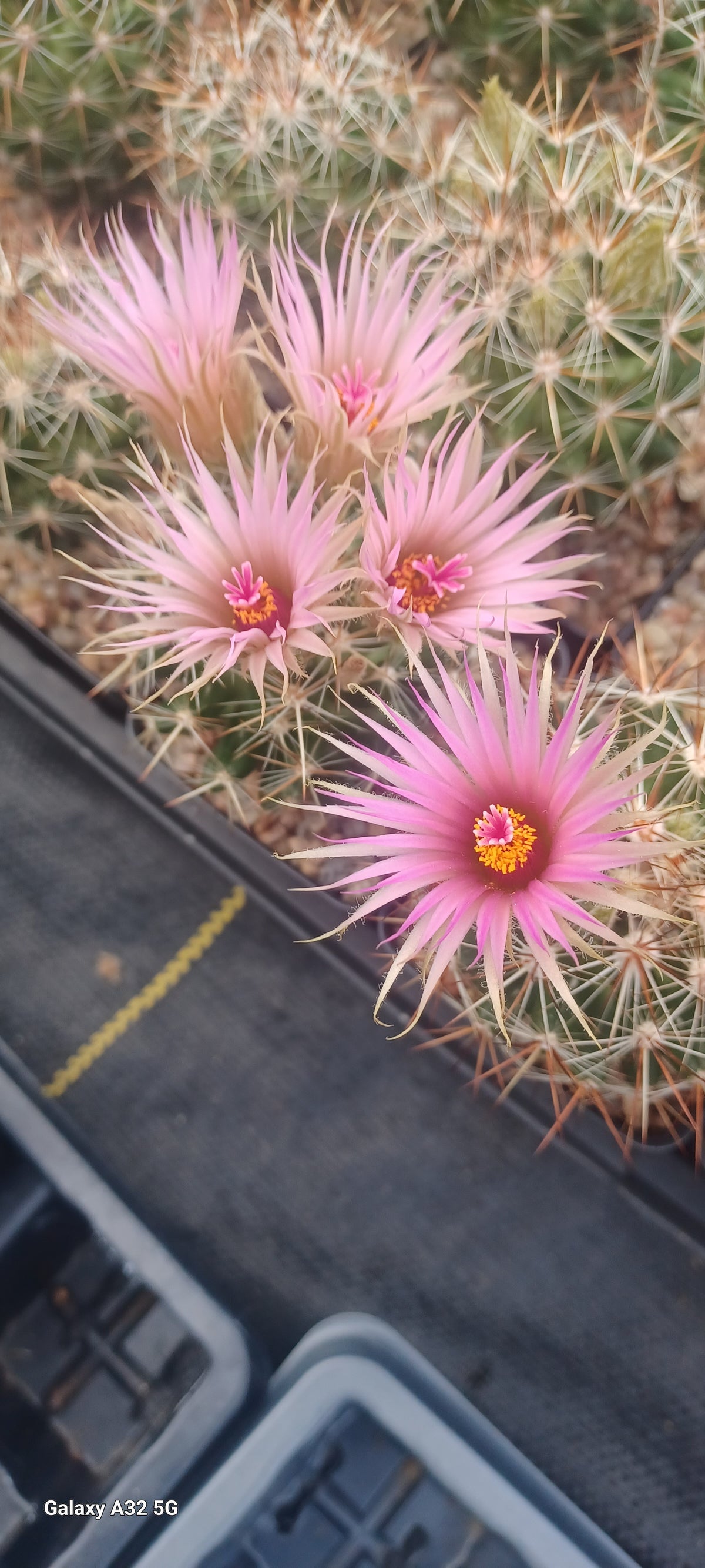 CO008:  Coryphantha (Escobaria) vivipara, large flower form   COLD HARDY CACTUS