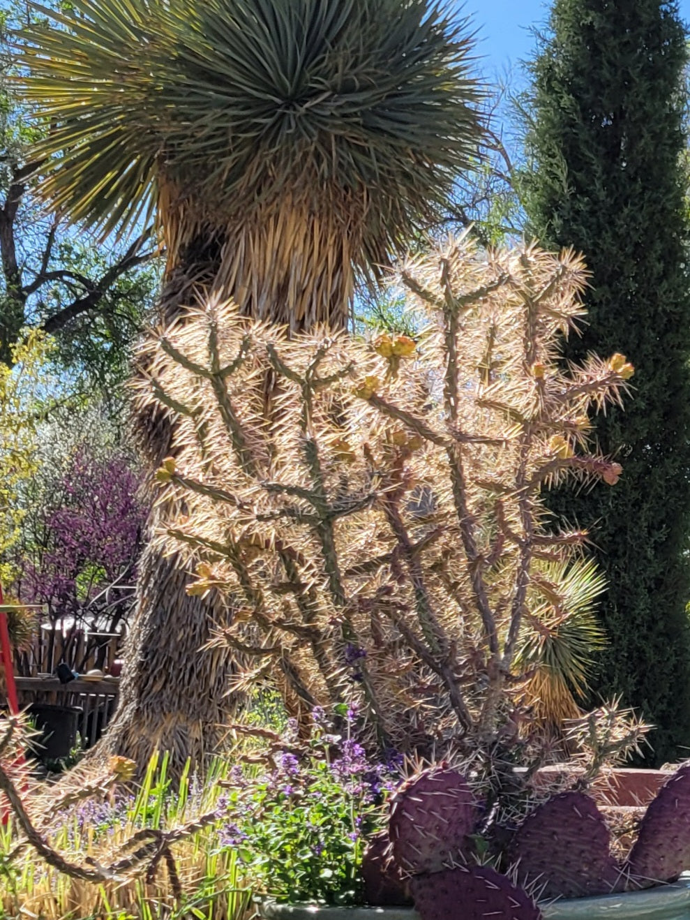 OP119 Cylindropuntia x 'Morning Shimmer' COLD HARDY CACTUS