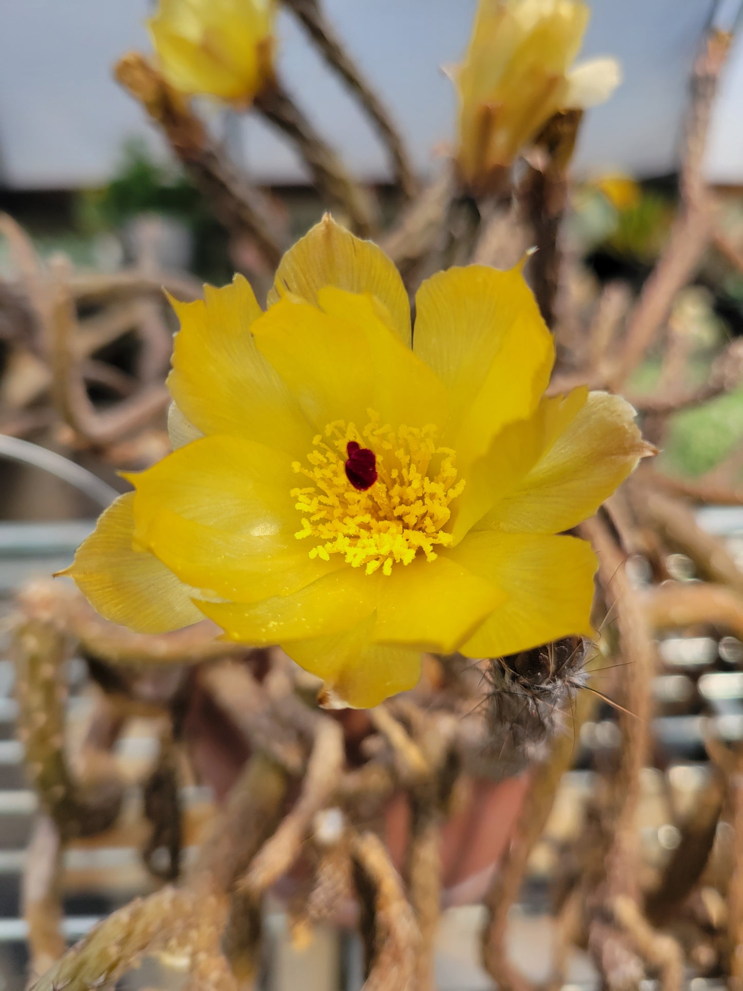 OT010:  Pterocactus tuberosus COLD HARDY CACTUS