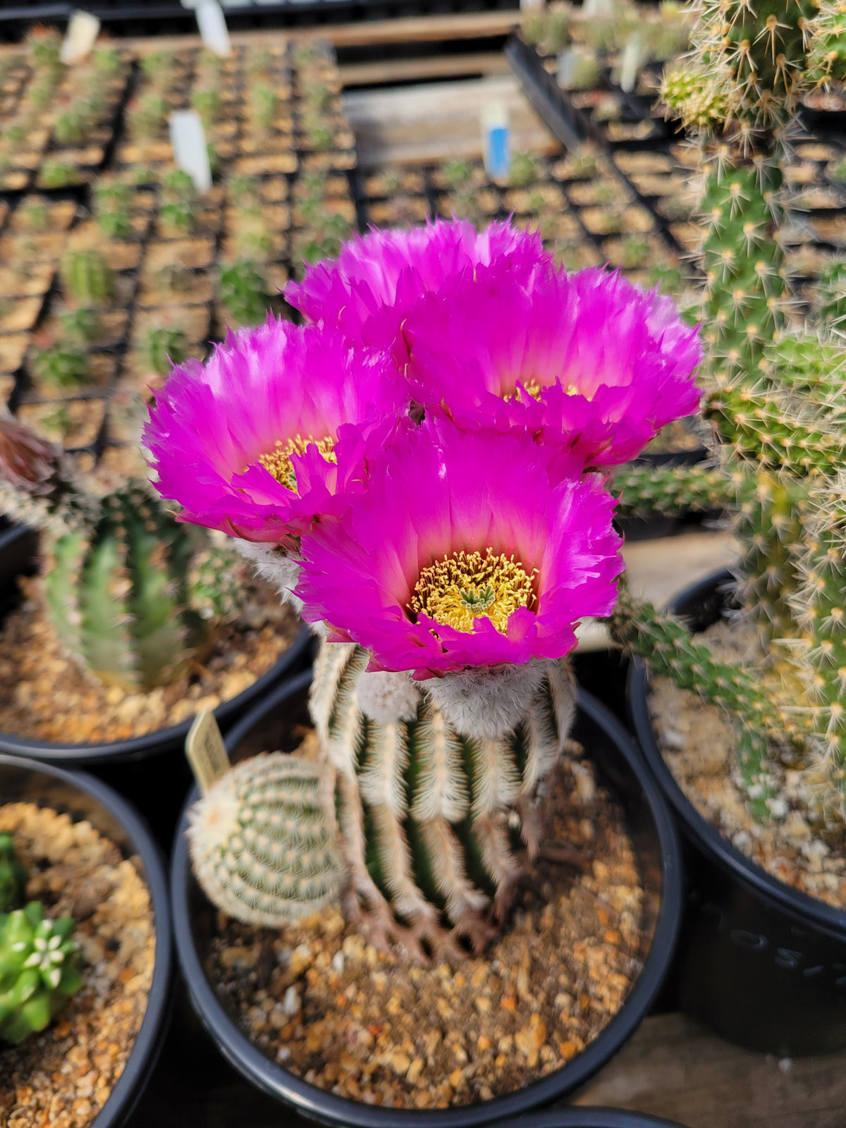 EC053: Echinocereus "Kimble County Tx Form" reichenbachii var caespitosus  COLD HARDY CACTUS