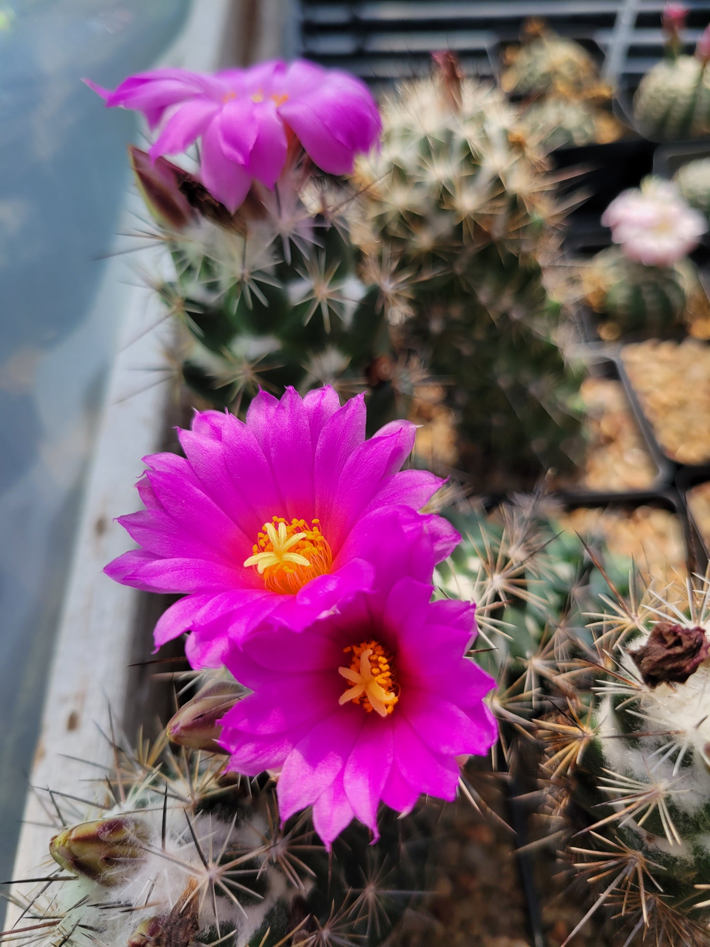 OT045:  Neolloydia conoidea COLD HARDY CACTUS