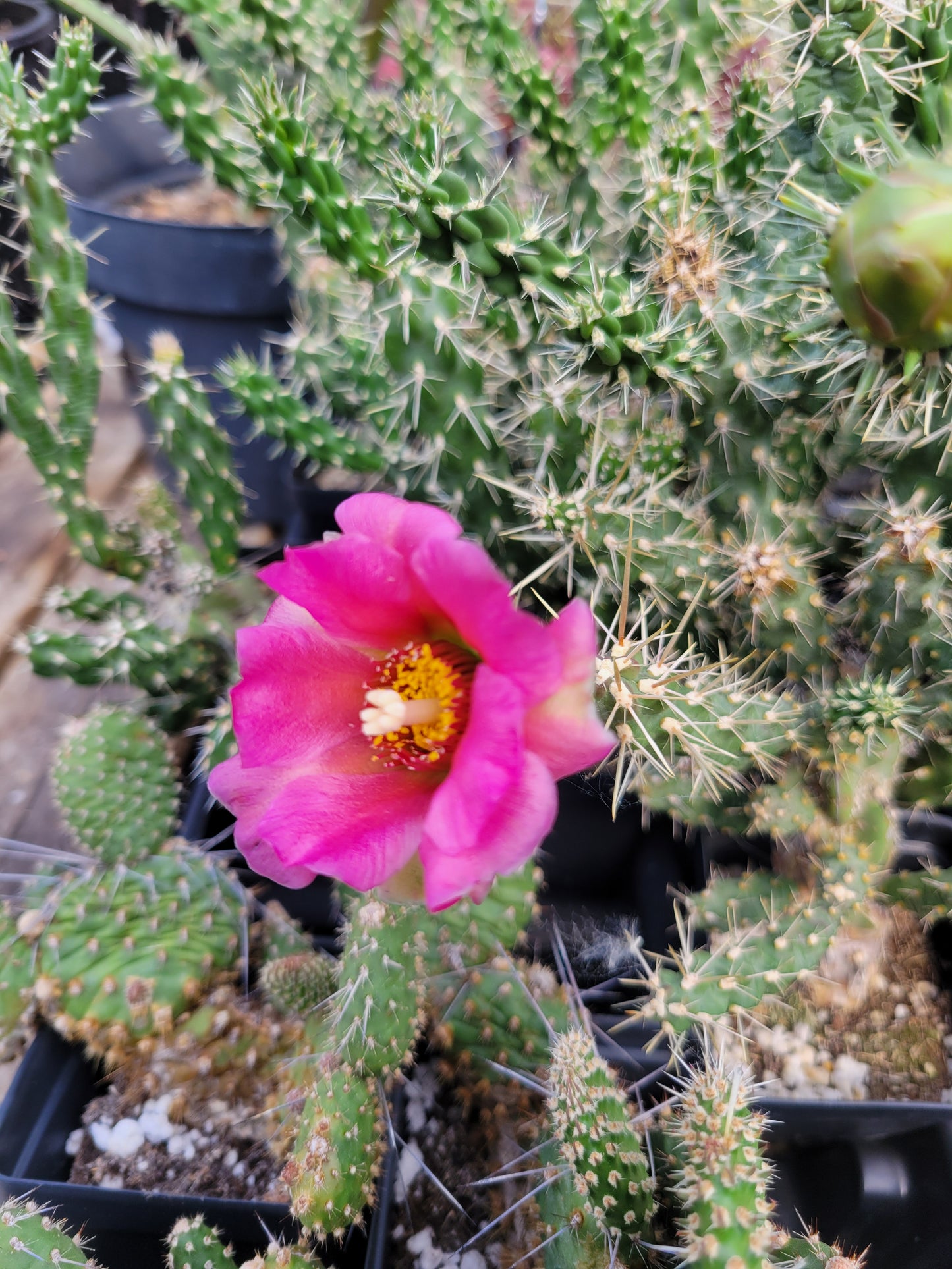 OP028  Cylindropuntia x anasaziensis  COLD HARDY CACTUS