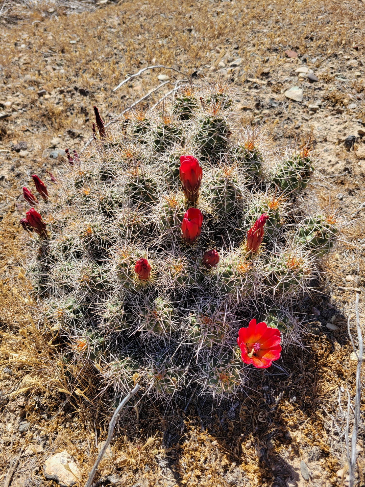 EC004: Echinocereus mojavensis  (Flaming Gorge form)  COLD HARDY CACTUS