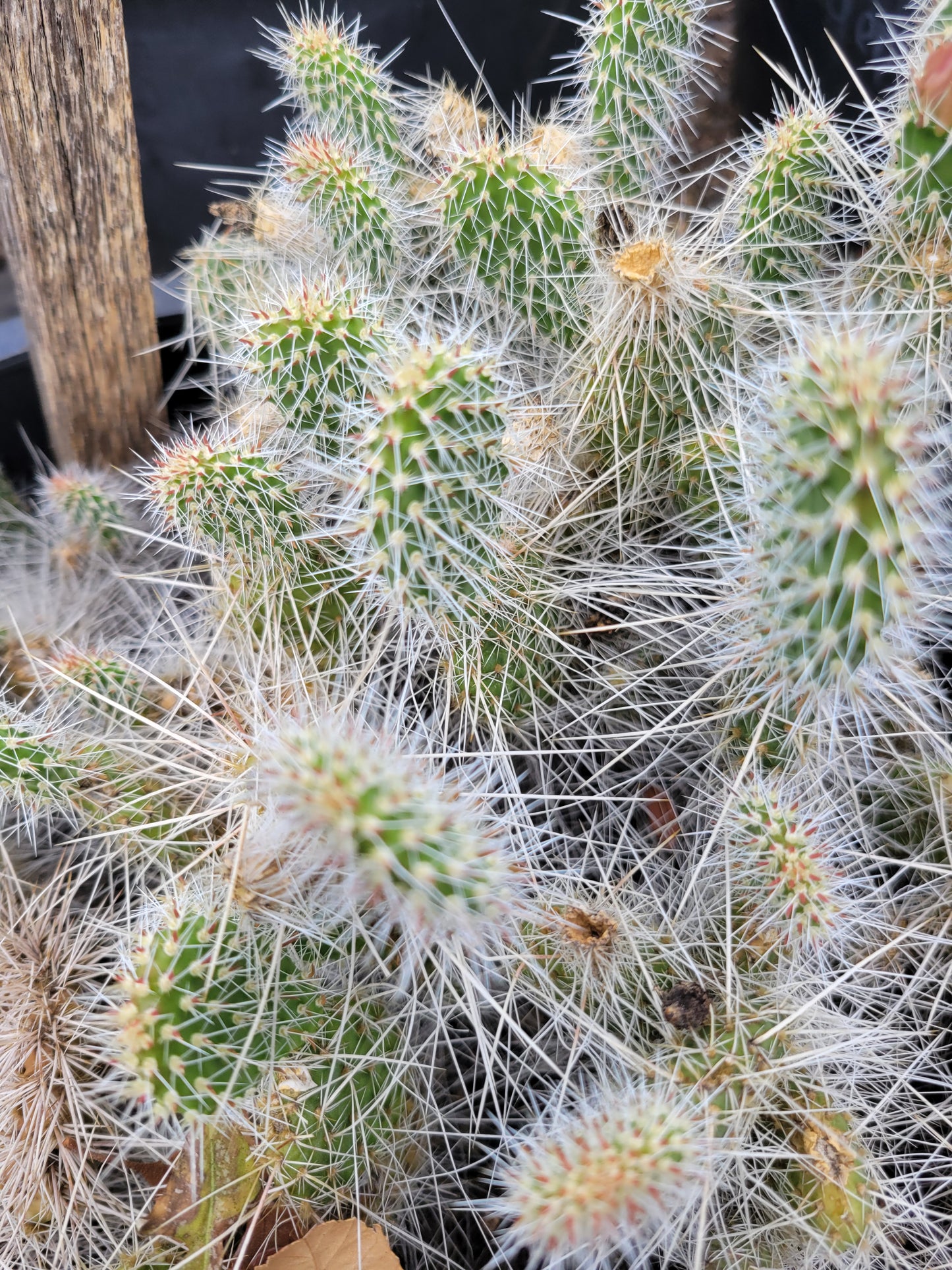 OP115:  Opuntia trichophora 'Plush Teddy' COLD HARDY CACTUS
