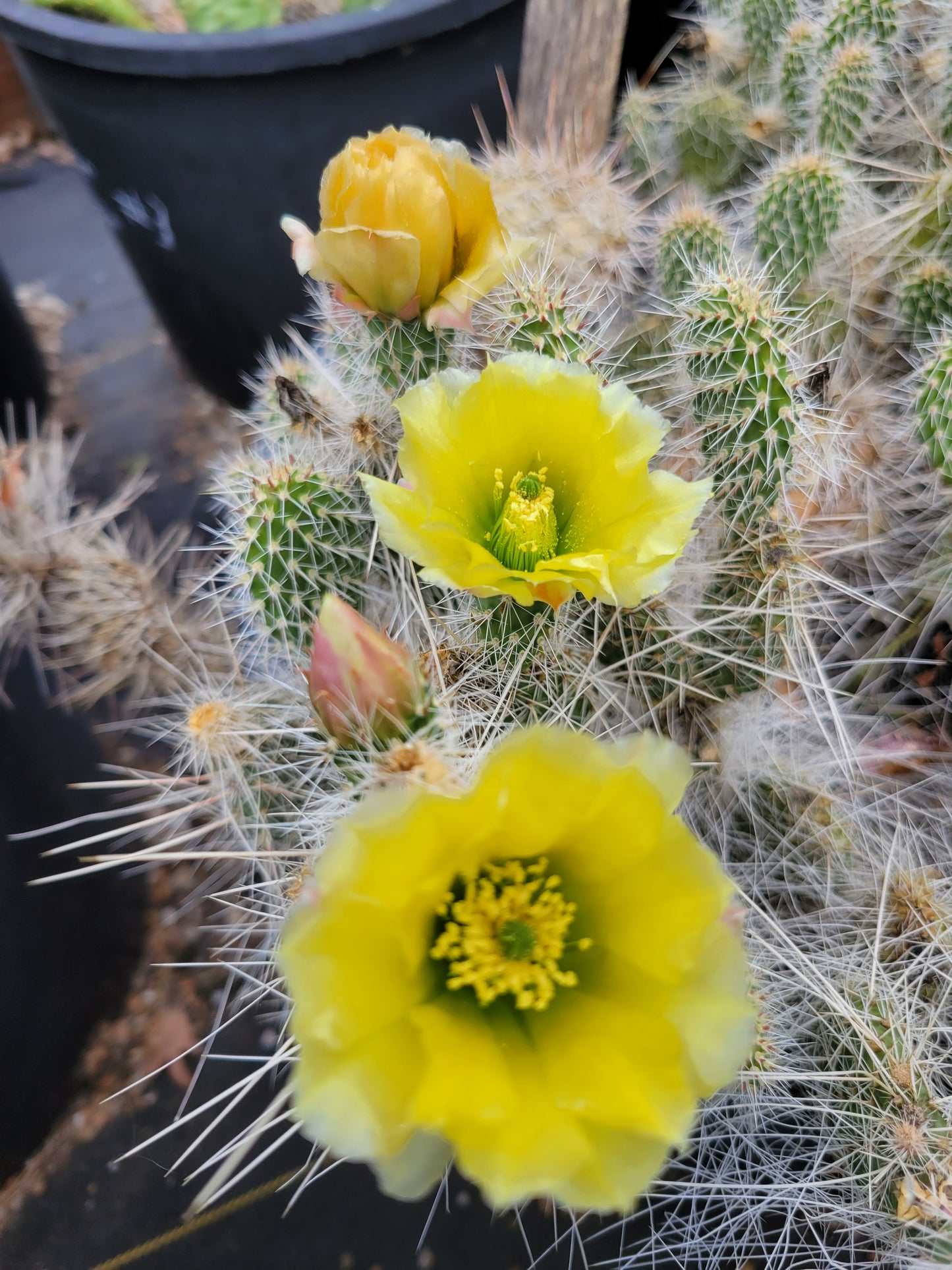 OP115:  Opuntia trichophora 'Plush Teddy' COLD HARDY CACTUS