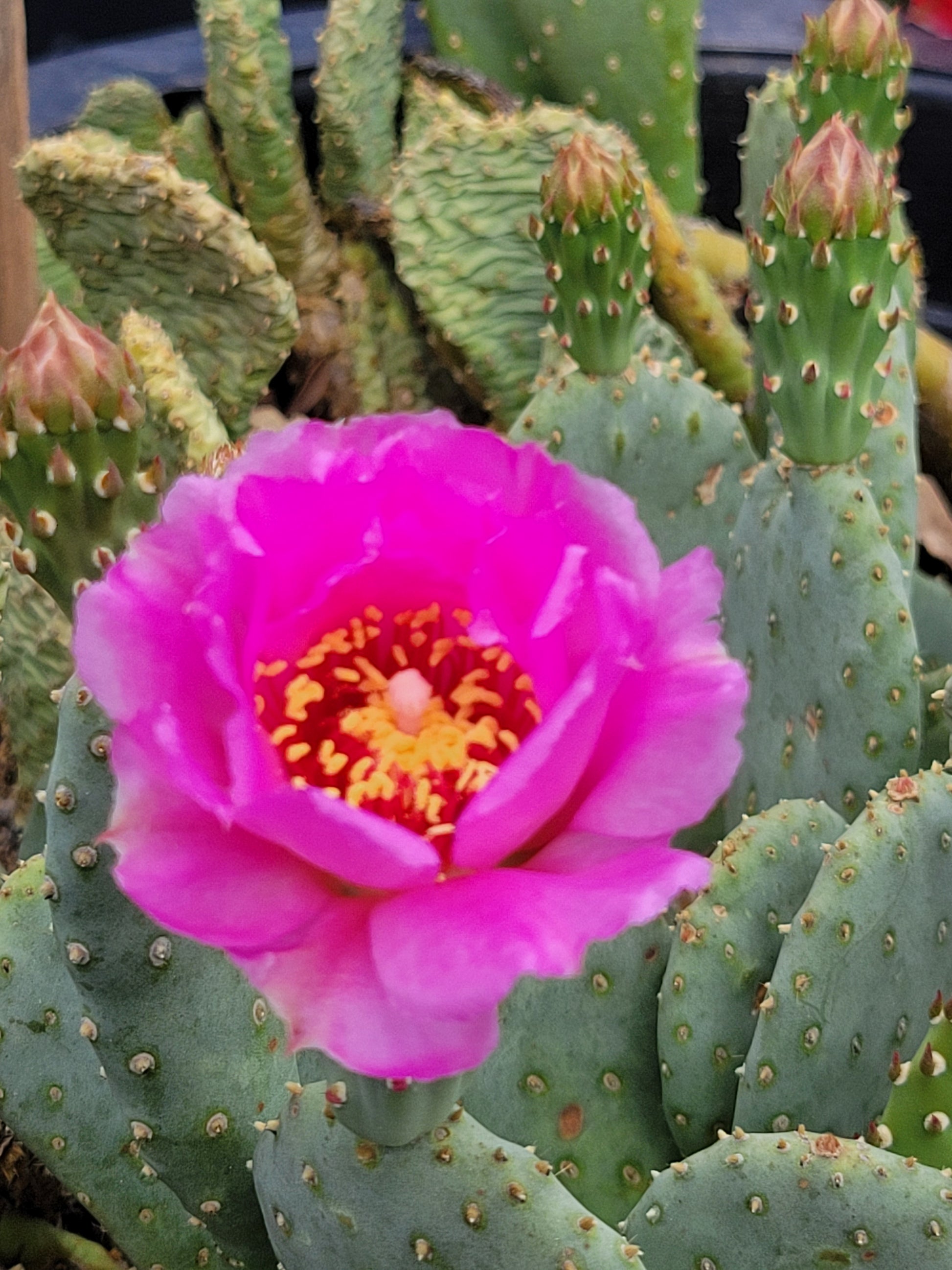 beaver tail prickly pear cactus OP087: Opuntia basilaris v. heilii Heil's Beavertail Cactus COLD HARDY CACTUS