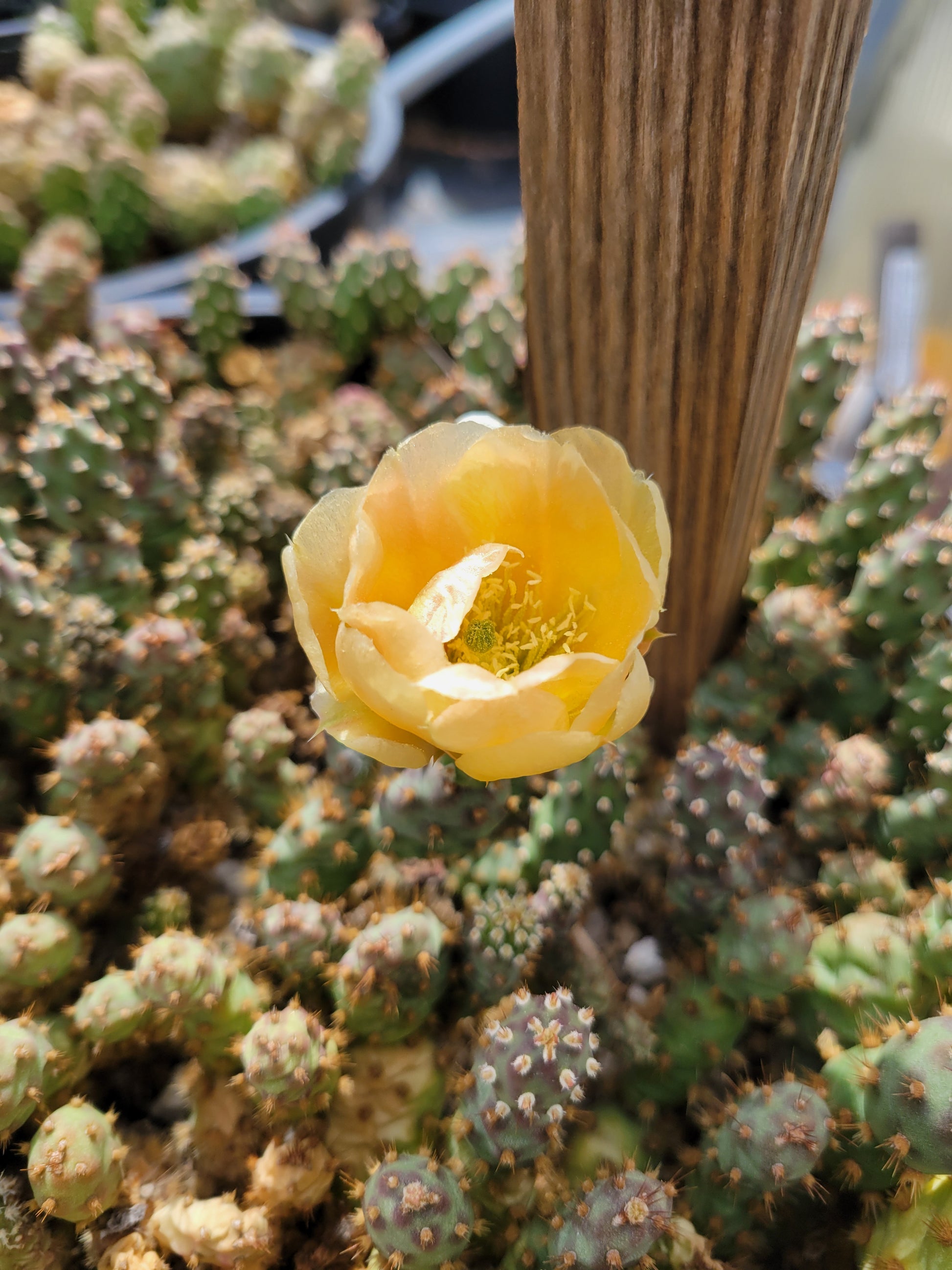 little prickly pear cactus OP066: Opuntia fragilis 'Little Grey Mound' COLD HARDY CACTUS – COLDHARDYCACTUS