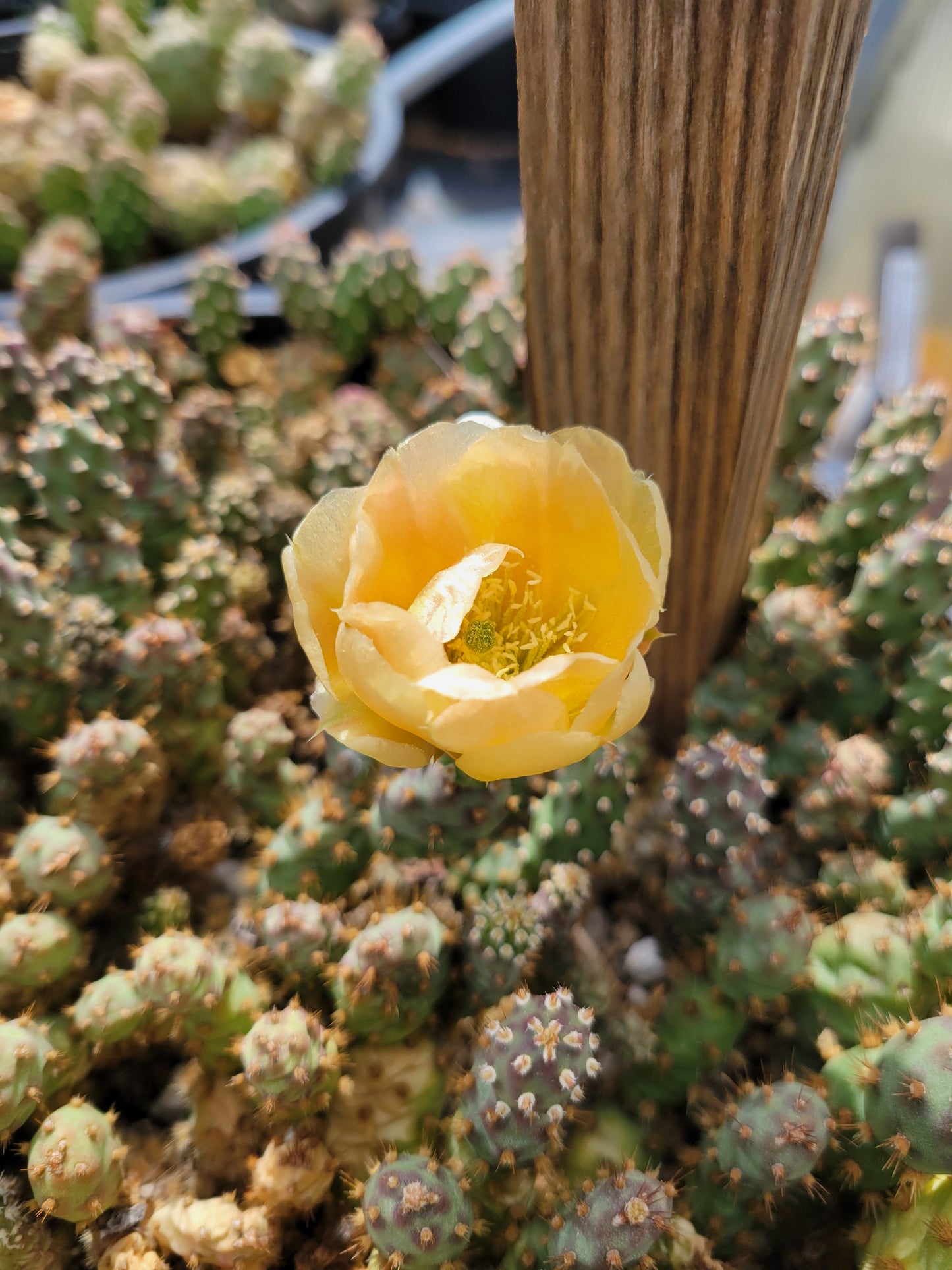 OP066: Opuntia fragilis 'Little Grey Mound' COLD HARDY CACTUS