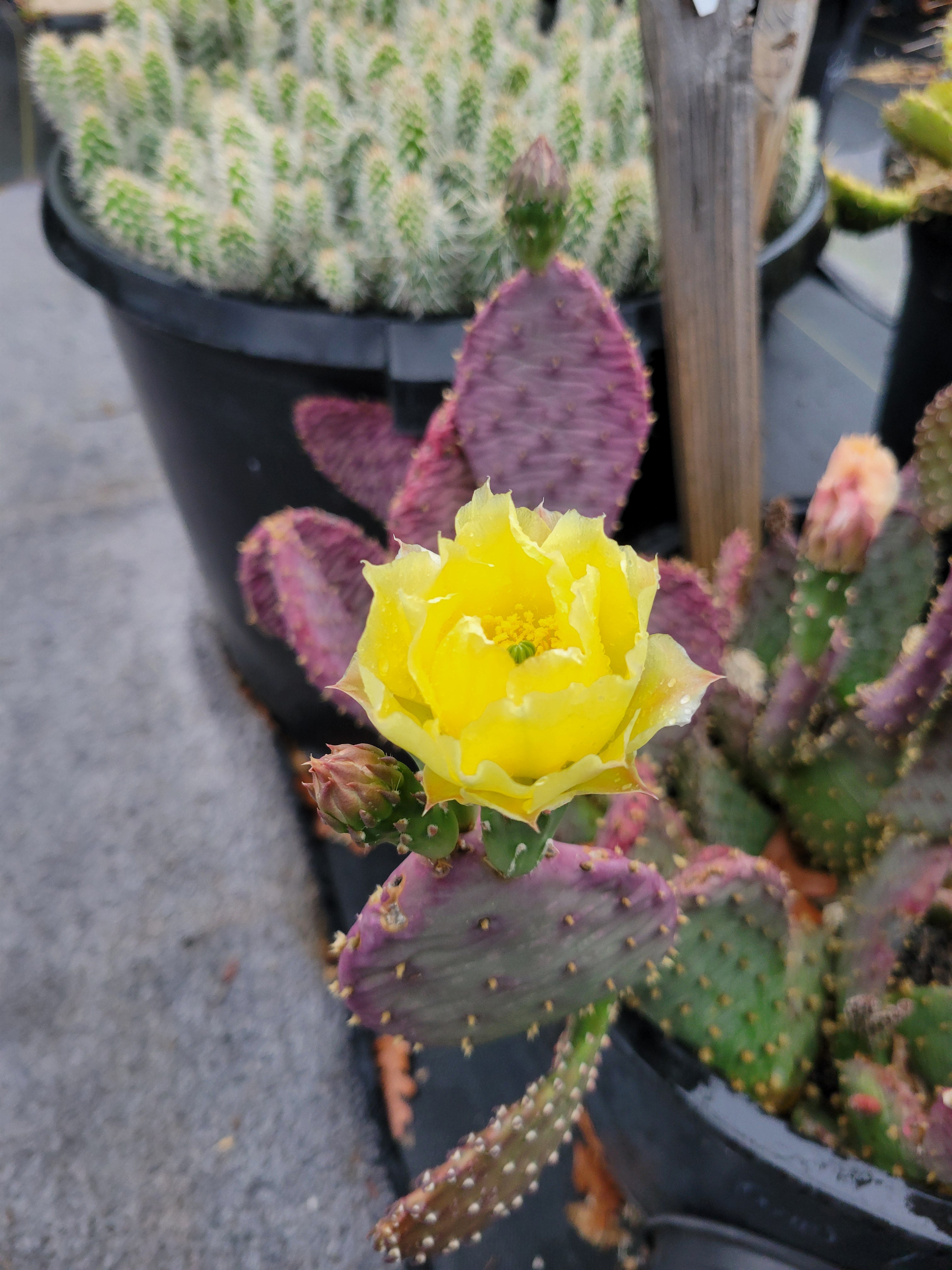 OP125: Opuntia hybrid WALK IN BEAUTY Raspberry Lemon Sorbet COLD
