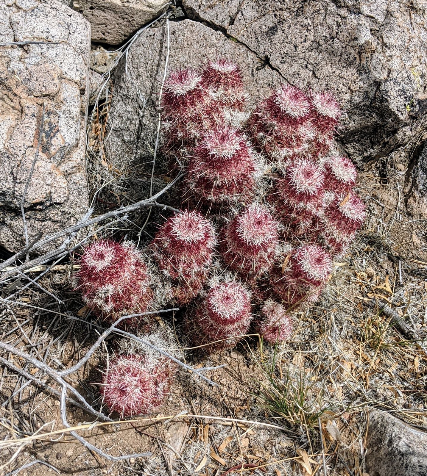 EC039:  Echinocereus chloranthus   COLD HARDY CACTUS