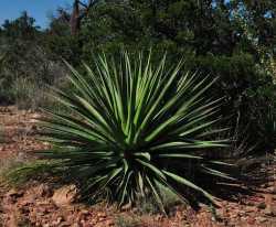 AG023:  Agave palmeri  Mount Graham, AZ form   COLD HARDY CACTUS