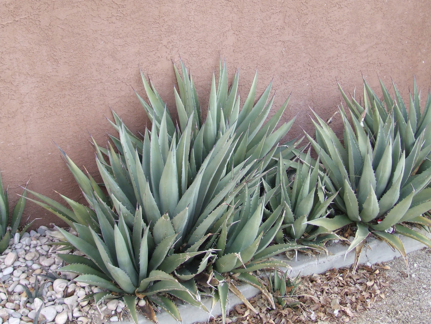 AG013: Agave gracilipes COLD HARDY CACTUS