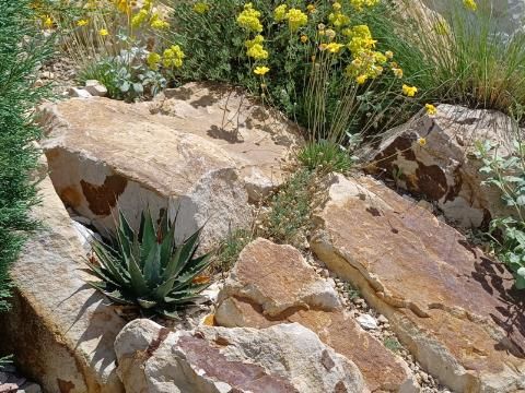 AG005: Agave utahensis v. kaibabensis COLD HARDY CACTUS