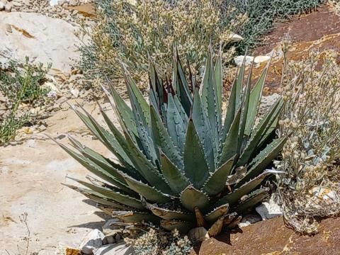AG005: Agave utahensis v. kaibabensis COLD HARDY CACTUS