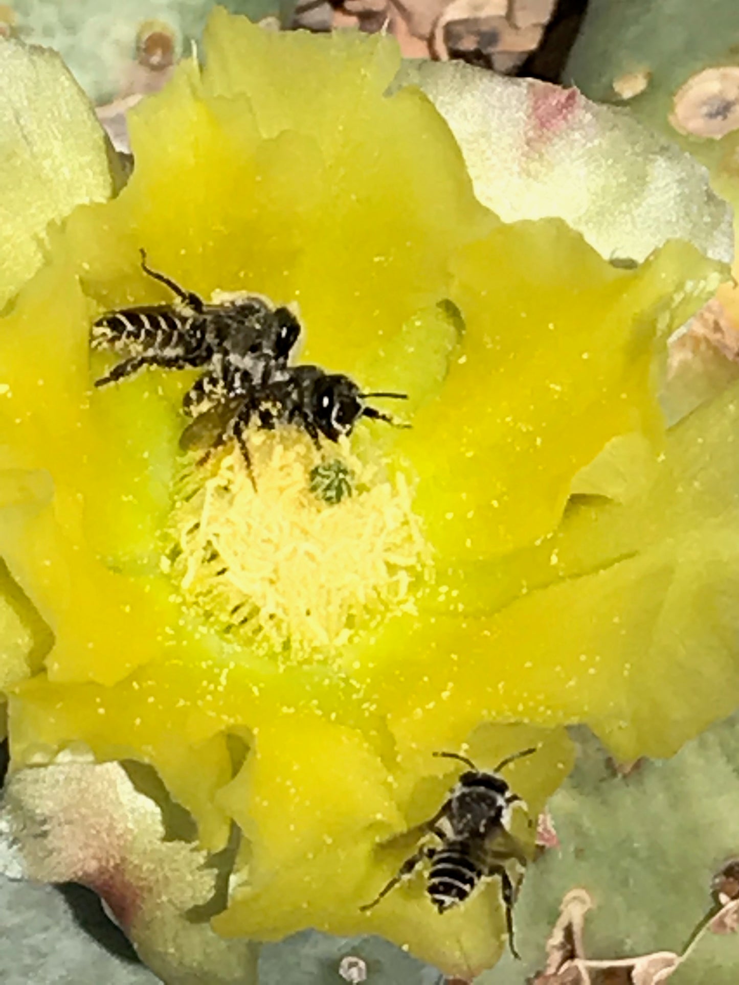 OP063: Opuntia aurea 'Golden Carpet' COLD HARDY CACTUS