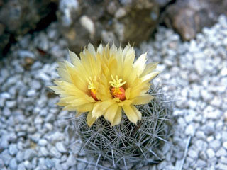 CO009:  Coryphantha echinus   COLD HARDY CACTUS