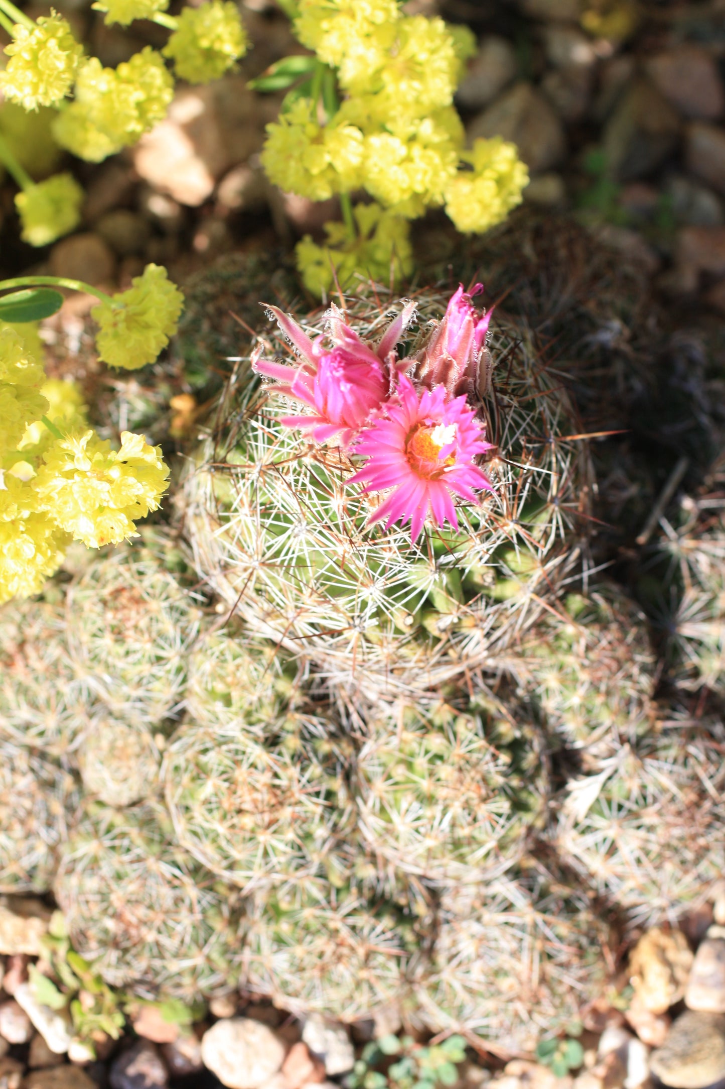 CO005: Coryphantha vivipara v. arizonica COLD HARDY CACTUS