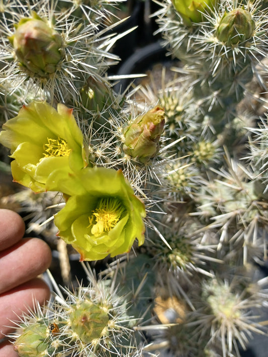 OP052:  Cylindropuntia echinocarpa (hardy, silver spined form)  COLD HARDY CACTUS
