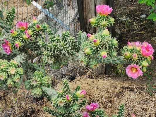OP028  Cylindropuntia x anasaziensis  COLD HARDY CACTUS