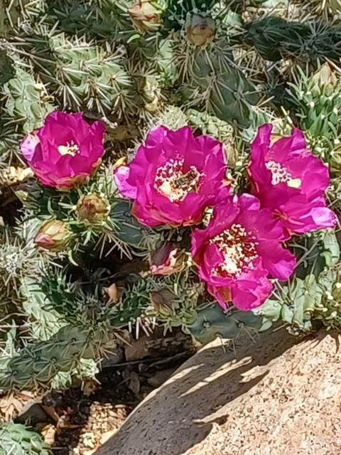 OP130:  Cylindropuntia imbricata 'Eli's Purple'   COLD HARDY CACTUS