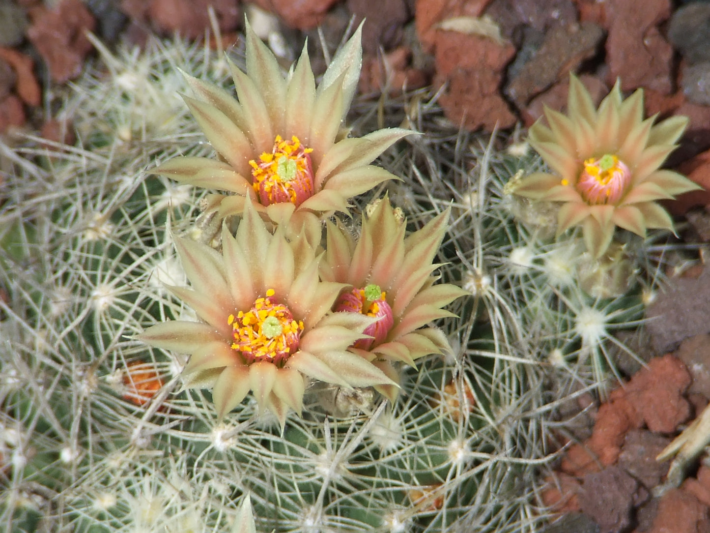 ES003: Pelecyphora (Escobaria) missouriensis COLD HARDY CACTUS