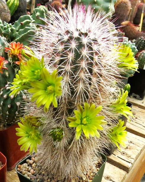 EC031:  Echinocereus russanthus (chloranthus) ssp rhyolithensis   COLD HARDY CACTUS