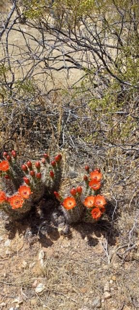 EC066:  Echinocereus coccineus v rosei   COLD HARDY CACTUS