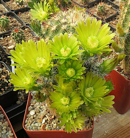 EC073:  Echinocereus milleri