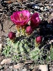 EC072:  Echinocereus mojavensis 'Utah Pink'  COLD HARDY CACTUS