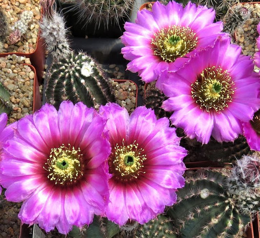 EC071:  Echinocereus reichenbachii v perbellus Red Top Form   COLD HARDY CACTUS