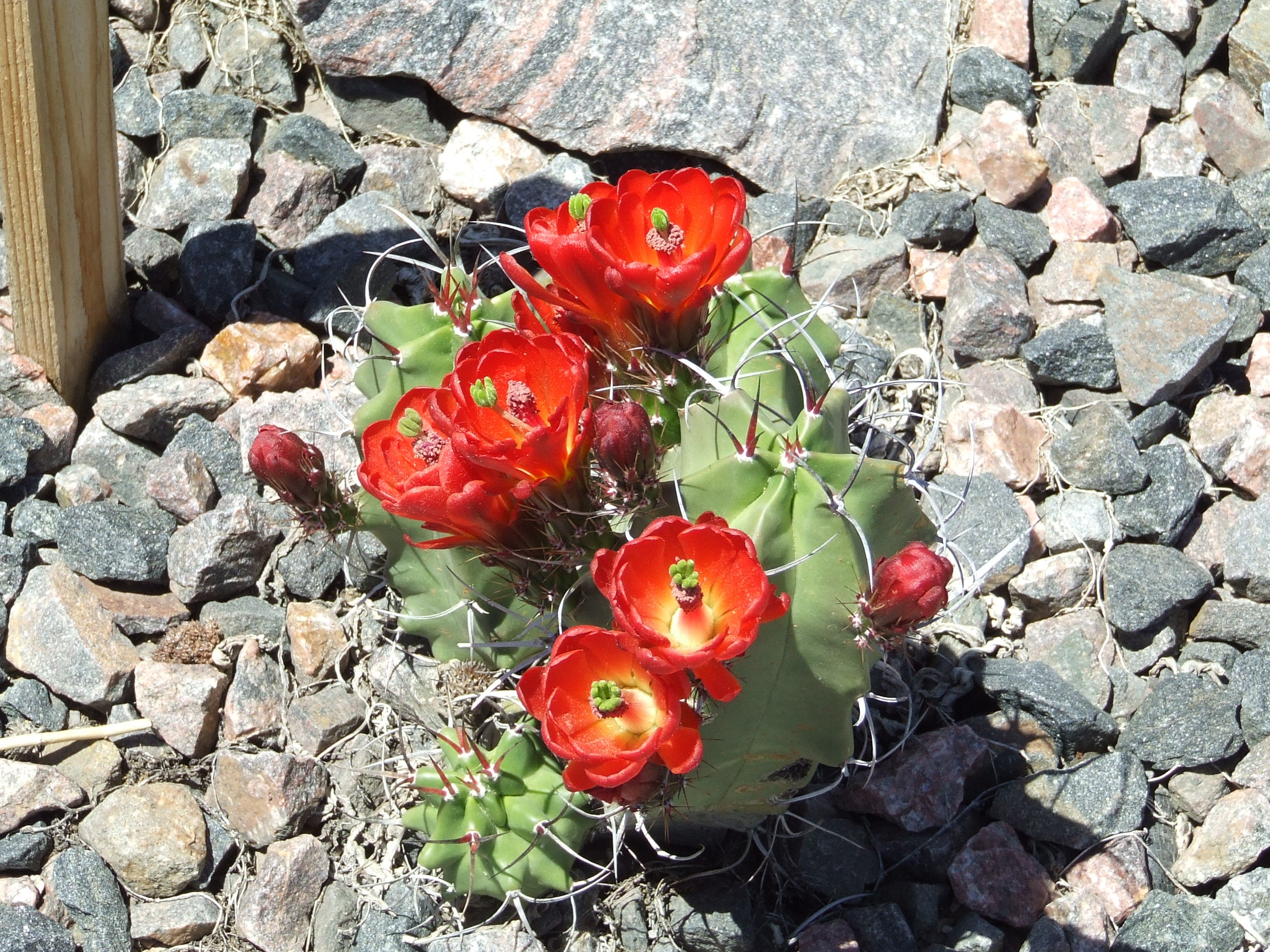 EC059: Echinocereus triglochidiatus hybrid 'White Sands' x mojavensis f.  inermis COLD HARDY CACTUS