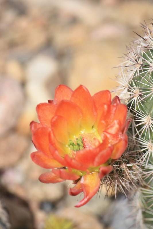 EC060:  Echinocereus coccineus x roetteri   COLD HARDY CACTUS