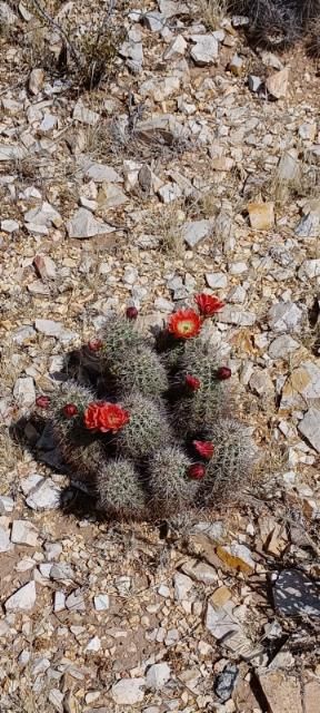 EC060:  Echinocereus coccineus x roetteri   COLD HARDY CACTUS