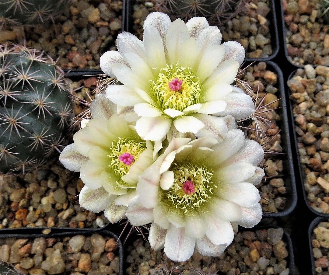OT042:  Echinomastis dasyacanthus   COLD HARDY CACTUS