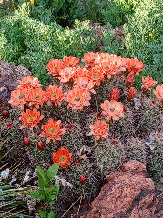 EC034:  Echinocereus x lloydii  Mandarin     COLD HARDY CACTUS