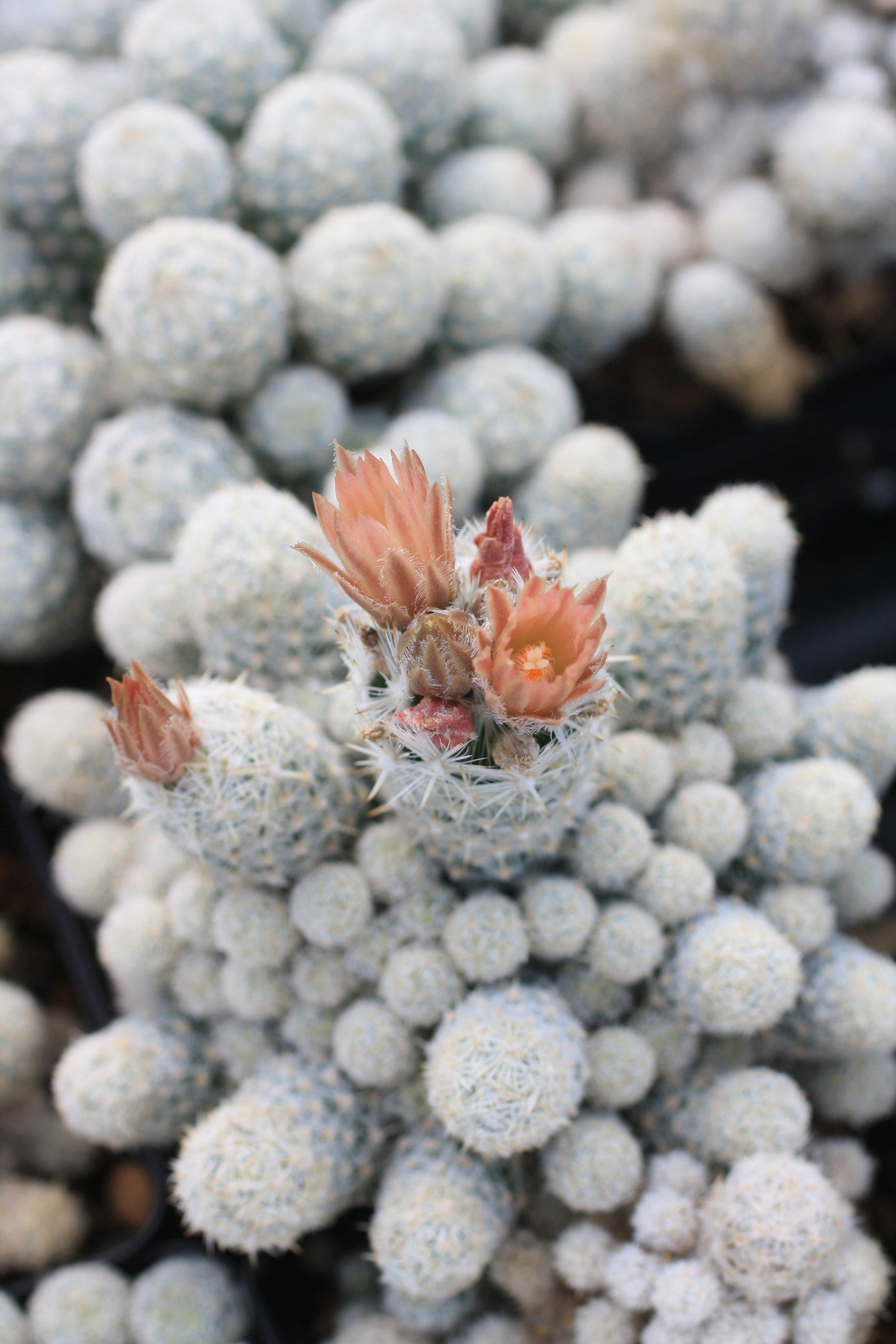 ES001: Escobaria leei COLD HARDY CACTUS