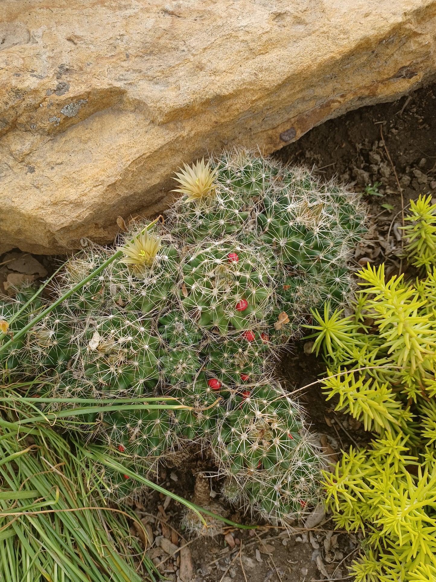 ES003: Pelecyphora (Escobaria) missouriensis COLD HARDY CACTUS